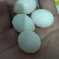 ۴ عدد تخم عروس هلندی