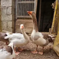 غاز دوساله