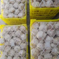 فروش سیر همدانی درشت