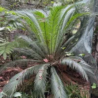 سیکاس