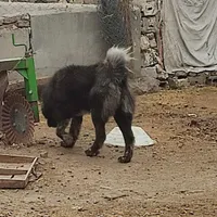 سگ ۱۴ ماهه قدرجونی بزرگ و مخصوص نگهبانی ۱۰ میلیون|سگ|اردبیل, |دیوار