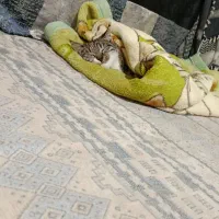 گربه پلنگی خانگی قیمت توافقی