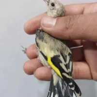 سهره کرمانی عتیقه