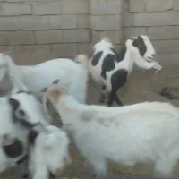 بز پاکستانی ابستن|حیوانات مزرعه|بردسکن, |دیوار