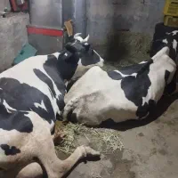 خریدوفروش گاو گوسفند گوساله شکسته