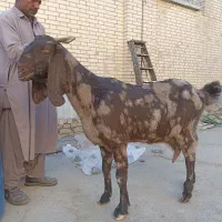 گوسفند کاموری سه قلو زا