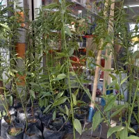 نهال بادام پایه رویشی|گل و گیاه طبیعی|زنجان, |دیوار