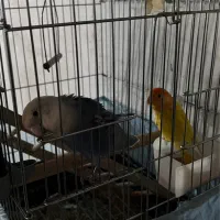 طوطی برزیلی مولد با یک عدد عروس هلندی دستی