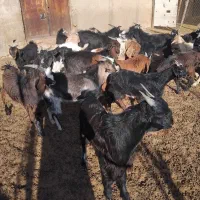کهره چاق|حیوانات مزرعه|شیراز, حومه شیراز|دیوار