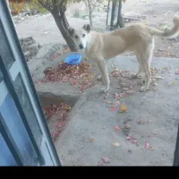 پژدر عراقی نر|سگ|ورزقان, |دیوار