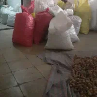 گردو بومی|خوردنی و آشامیدنی|فولادشهر, فولادشهر|دیوار