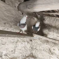 کبوتر طوقی|پرنده|سراوان, |دیوار