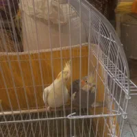 عروس هلندی نر و ماده سالم خوب