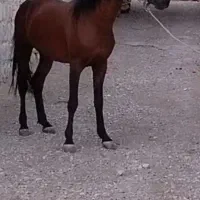 فروش دو راس اسب نژادکورد