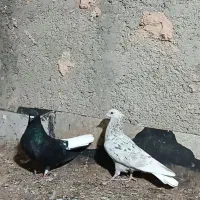 کفتر دم سفید
