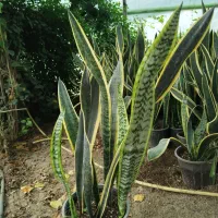 سانسوریا شمشیری|گل و گیاه طبیعی|رشت, حمیدیان|دیوار