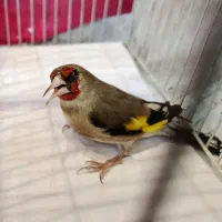 سهره کرمانی نر ضمانتی