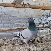 فروش کفتر غریب کشی