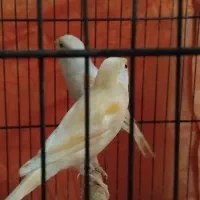 قناری موزاییکی|پرنده|آستانه اشرفیه, |دیوار