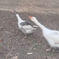 غاز محلی|حیوانات مزرعه|اردبیل, |دیوار