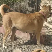 توله ماده سرابی
