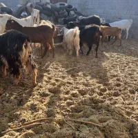 بز ومیش|حیوانات مزرعه|مهریز, |دیوار