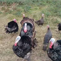 بوقلمون محلی|حیوانات مزرعه|آمل, |دیوار