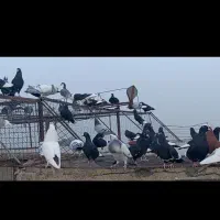 کبوتر|پرنده|گلباف, |دیوار