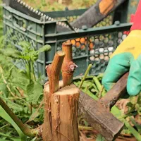 بهترین رقم انگور موندراپ موجود هست با پیوند زن