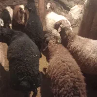 بره نر|حیوانات مزرعه|دهگلان, |دیوار