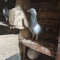 کبوتر پلاکی ناجلد معاوضه با مرغ و خروس فقط|پرنده|یزد, |دیوار