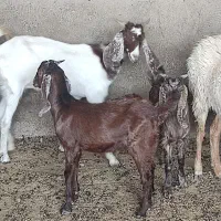 ۳عدد بز پاکستانی شکم اول|حیوانات مزرعه|اسفراین, |دیوار