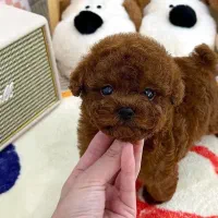 مالتیز عروسکی|سگ|سنندج, |دیوار