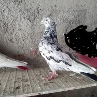 کفتر پرشی آسمون خراش و زرد نوک ربز