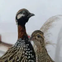 تابلو سه بعدی