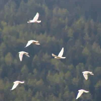 کبوتر گمشده