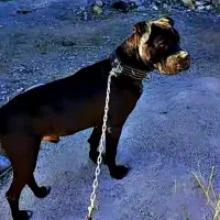 پیتول اصیل شناس نامه دار