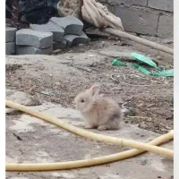 چندعددبچه خرگوش بازیگوش