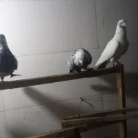 کبوتر پرشی|پرنده|اسلام‌شهر, زرافشان|دیوار