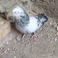 نر ترمه ایی قفلی