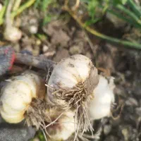 سیر رامهرمز