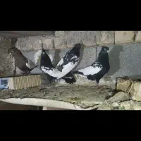 سینه سیاه و سینه طافطه ای نر