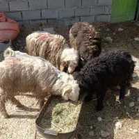 بره سبک پروار بندی