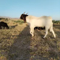 یک عدد نر بز پاکستانی جوان