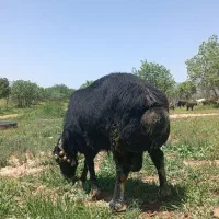 قوچ افشاری