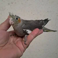 جوجه عروس هلندی سرلاکی