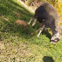 یک عدد گوسفند