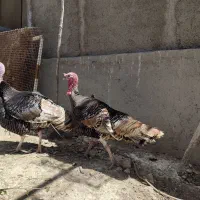 بوقلمون نر نژادبرنز برقو خاص معاوضه مرغ و خروس نژا