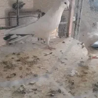 کبوتر سفید کاشونی|پرنده|سامان, |دیوار