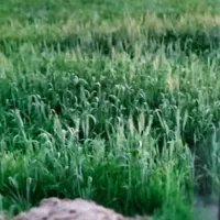 6هکتار زمین کشاورزی
